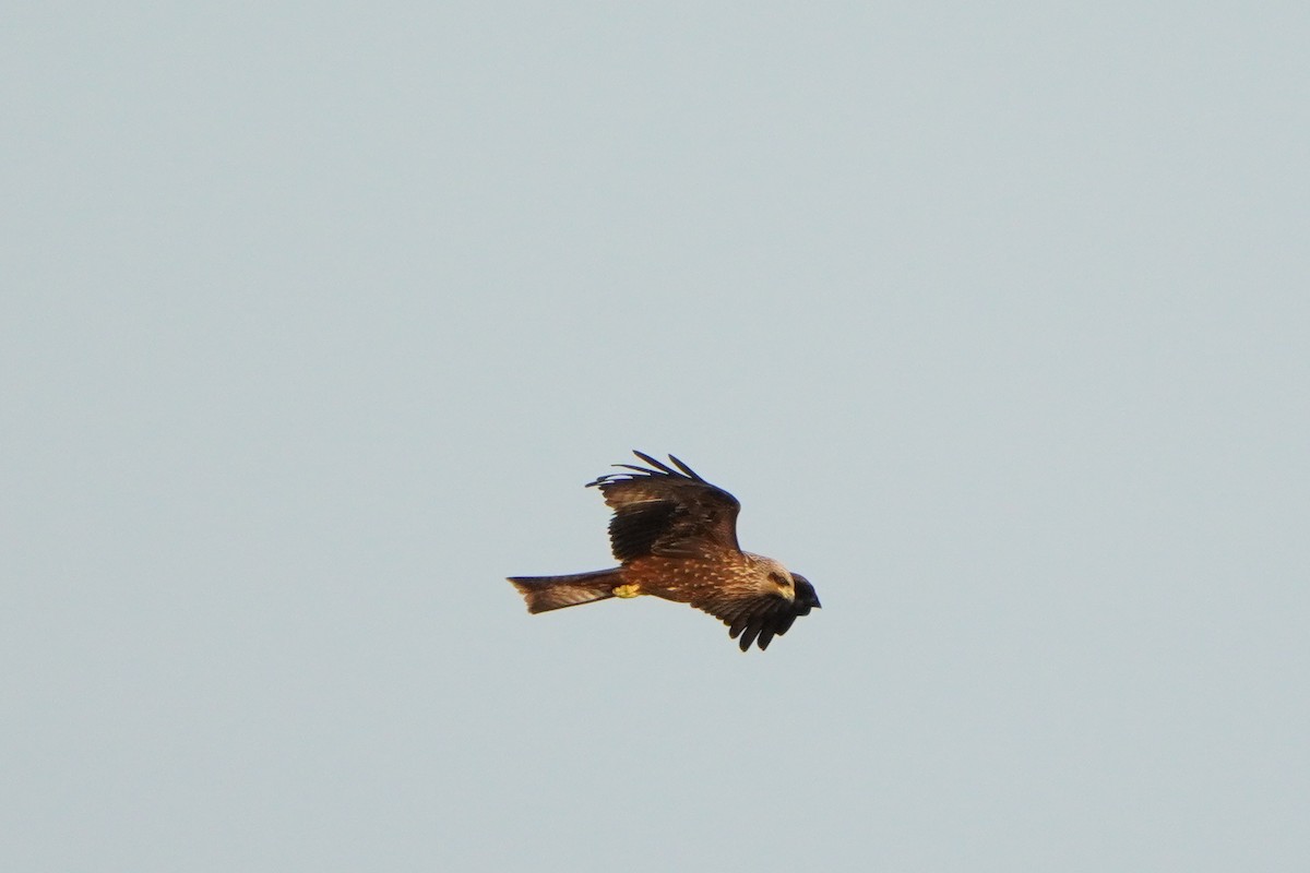 Black Kite - ML622135182