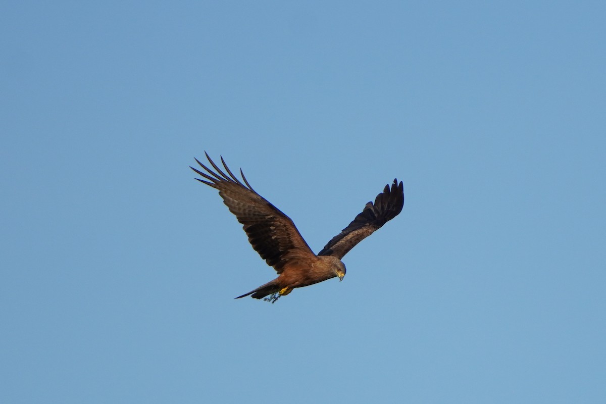 Black Kite - ML622135183