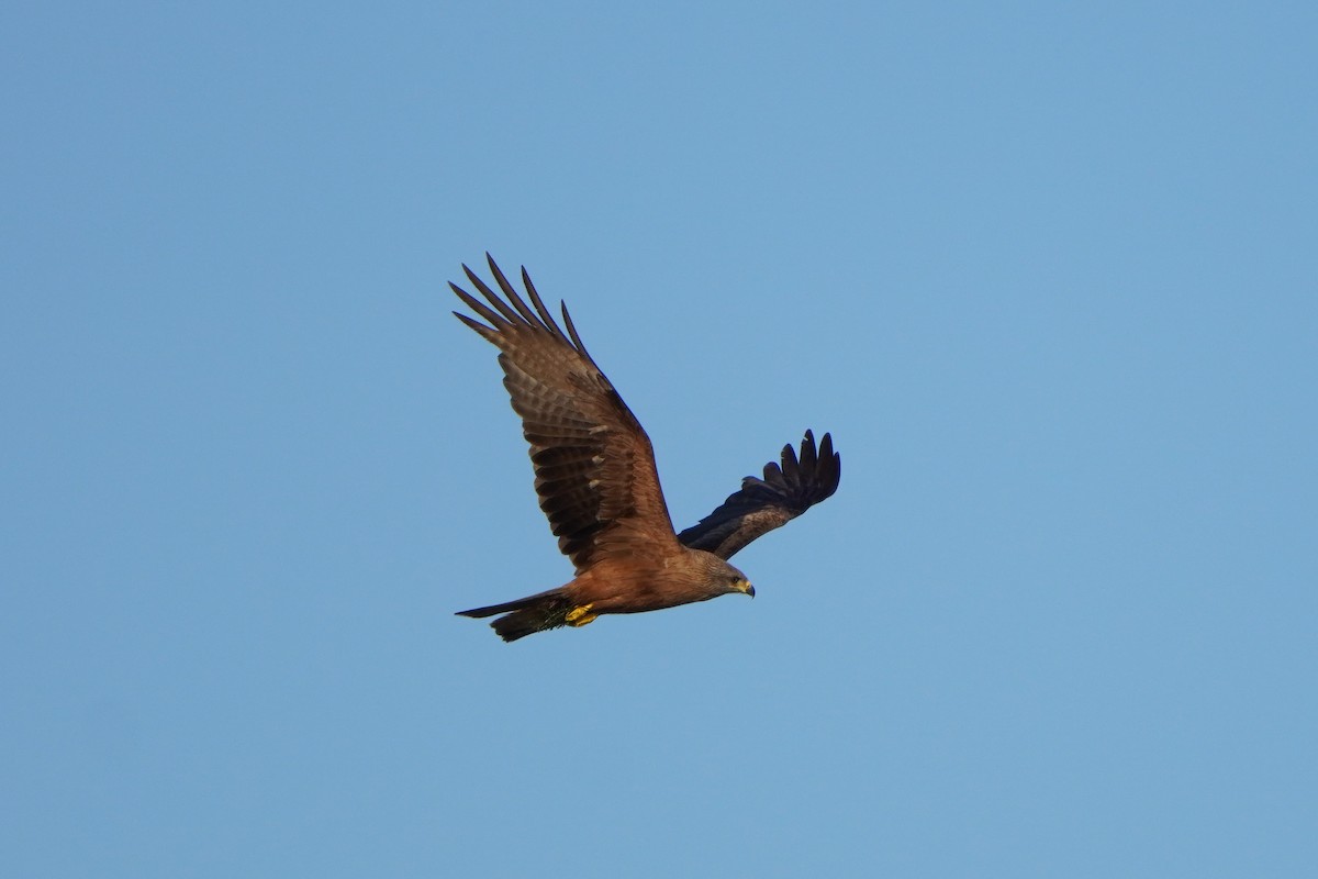 Black Kite - ML622135184