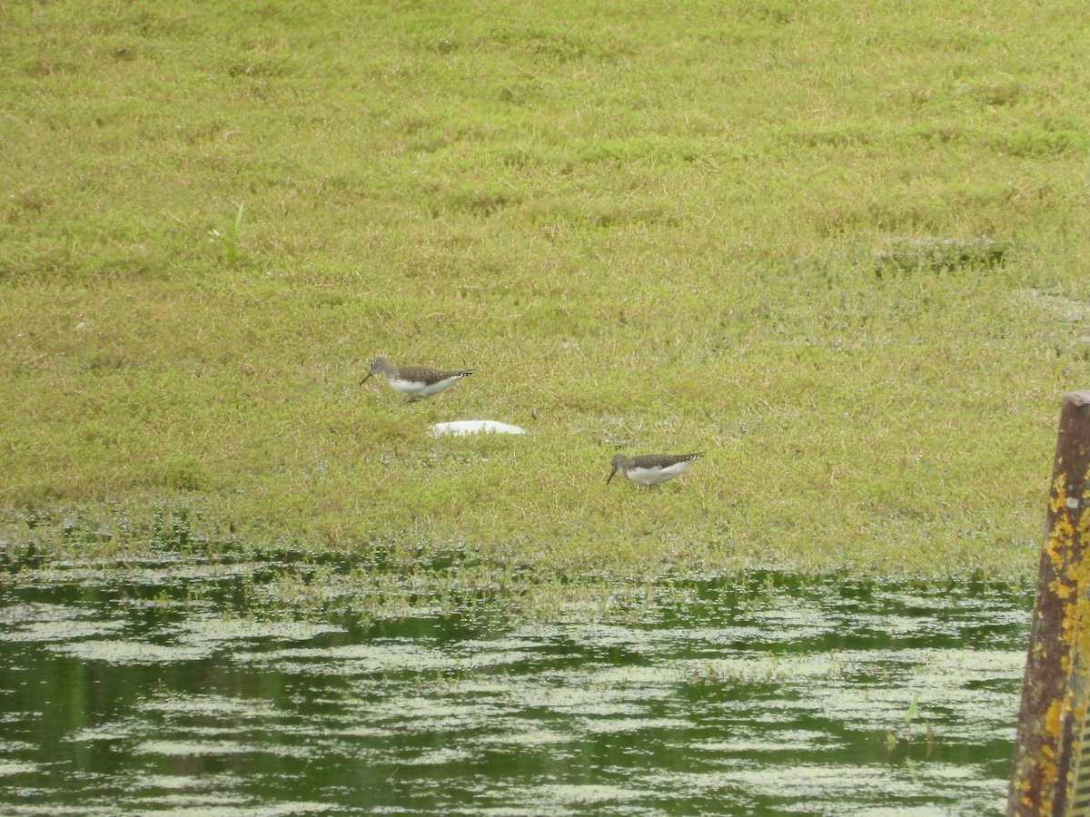 Green Sandpiper - ML622135187