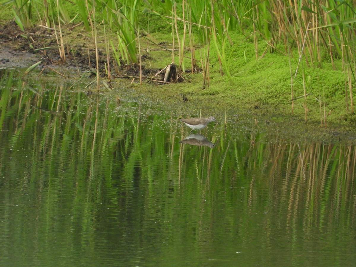 Green Sandpiper - ML622135188