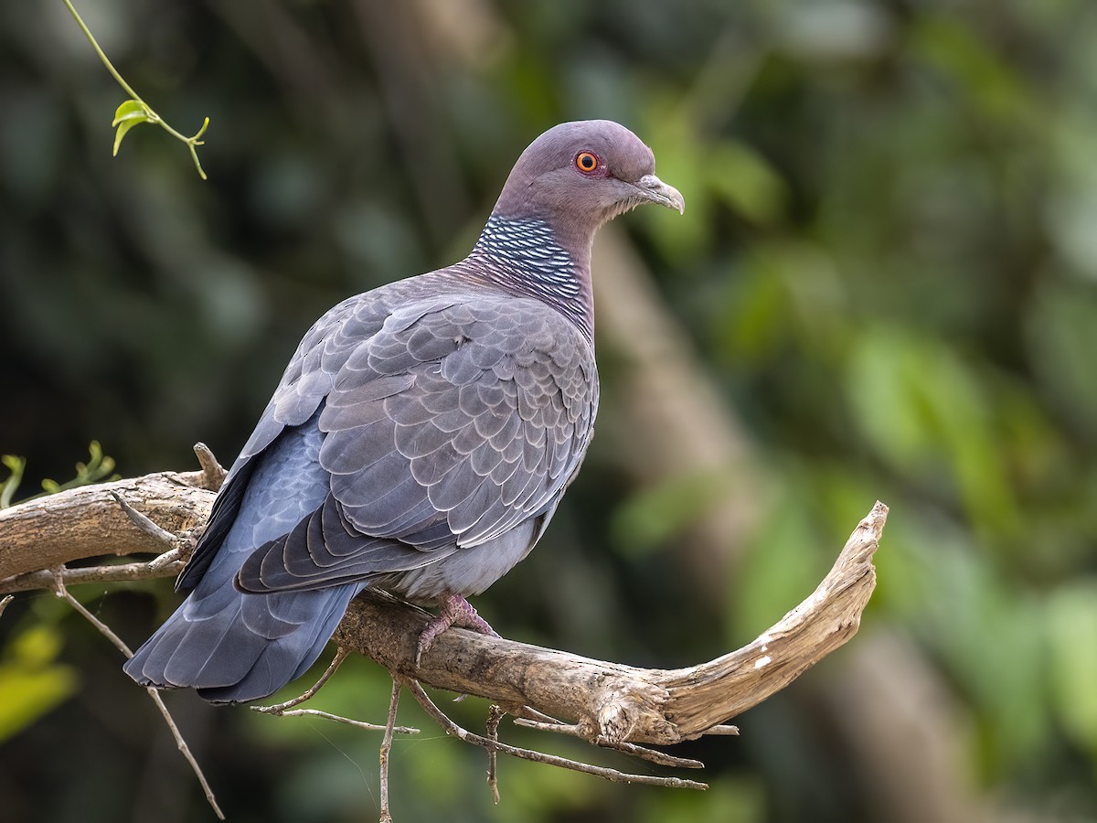 Picazuro Pigeon - ML622135190