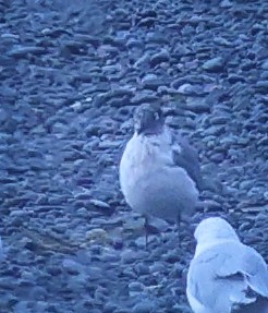 Gaviota Pipizcan - ML622135191