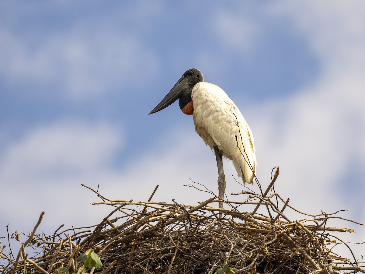 Jabiru - ML622135195