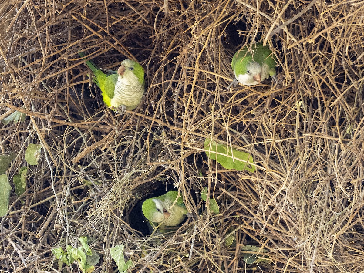 Monk Parakeet - ML622135202