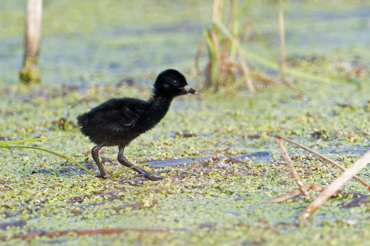 Virginia Rail - ML622135203