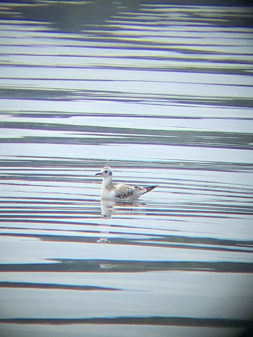 Bonaparte's Gull - ML622135205