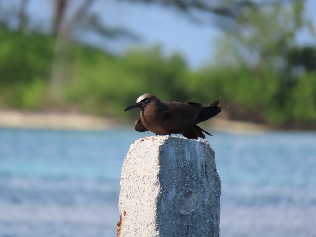 Brown Noddy - ML622135206