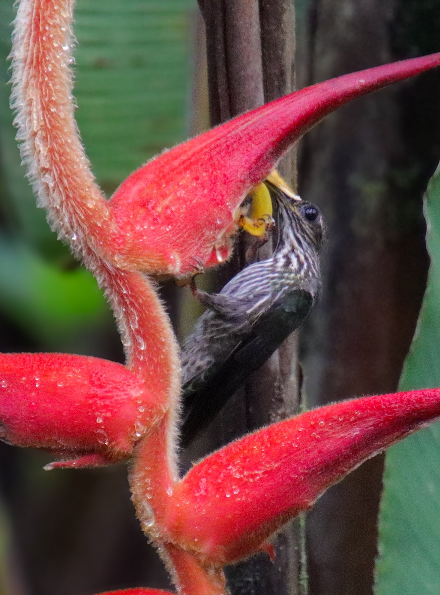 White-tipped Sicklebill - ML622135211