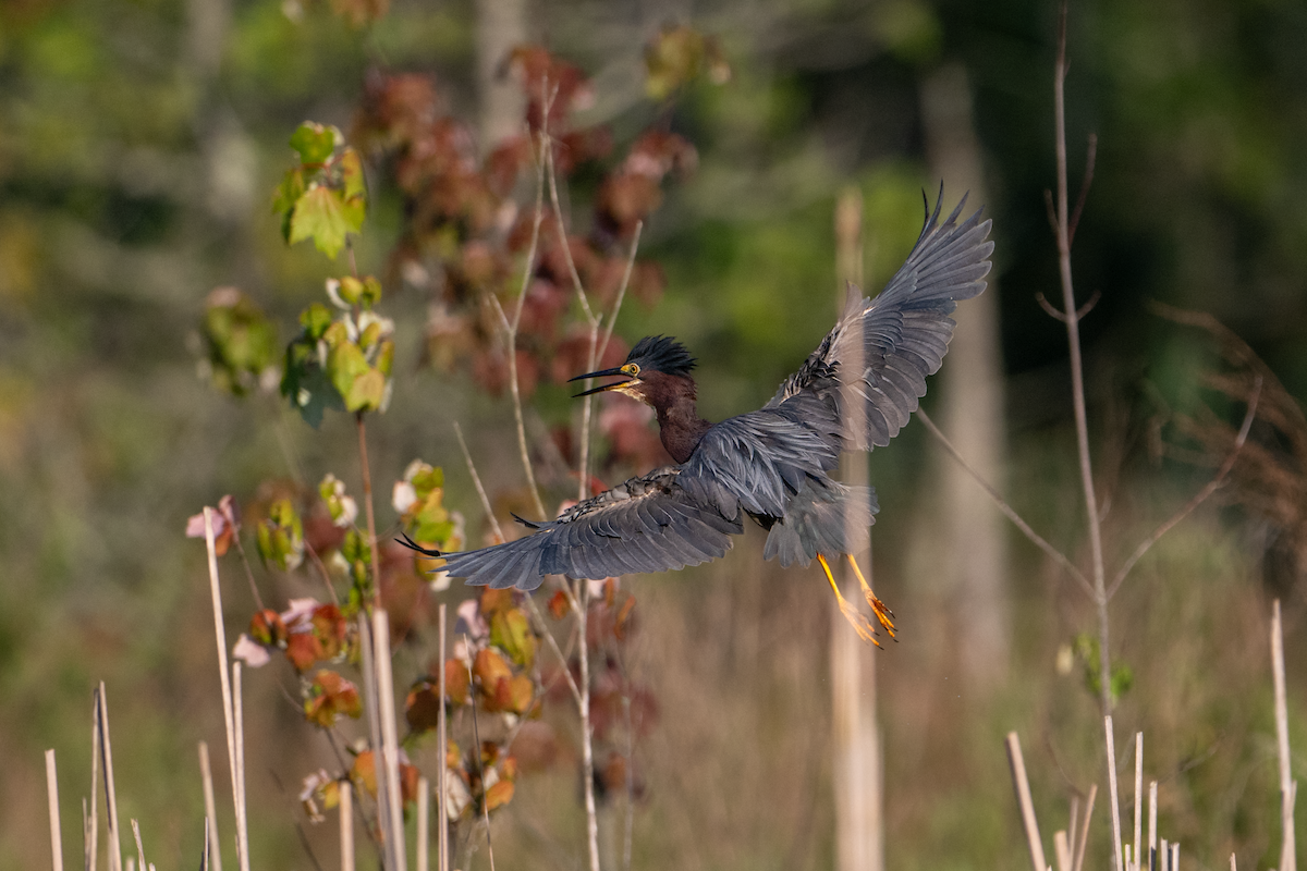 Green Heron - ML622135213
