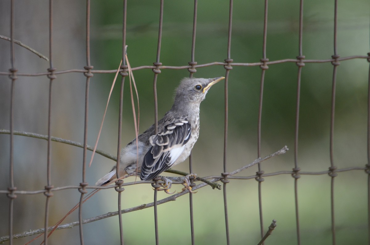 Northern Mockingbird - ML622135215