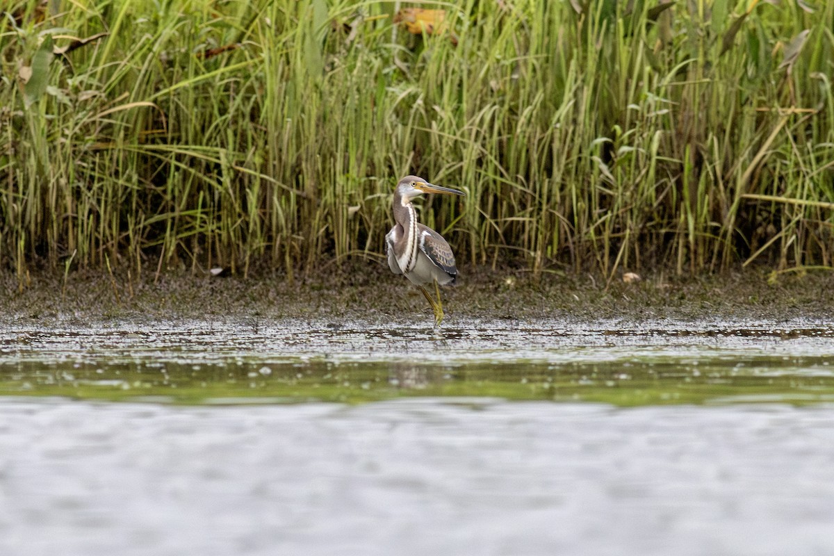 Tricolored Heron - ML622135216