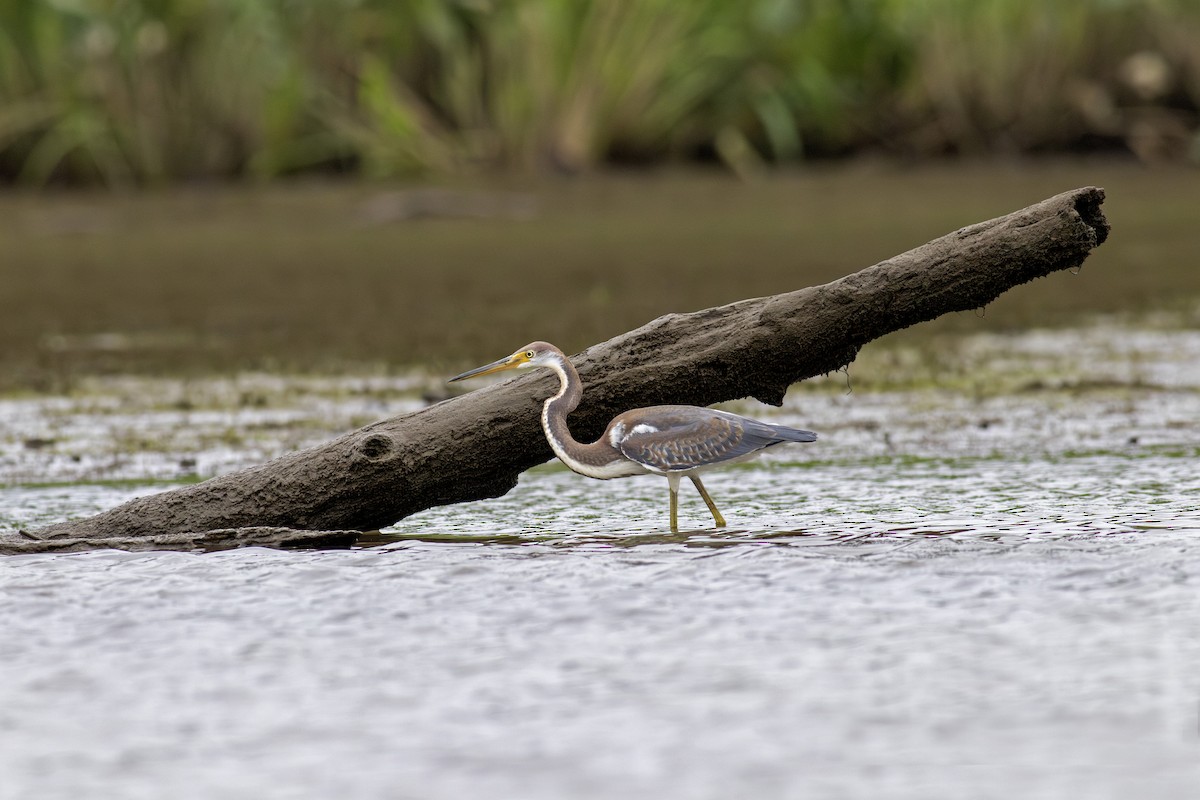 Tricolored Heron - ML622135217