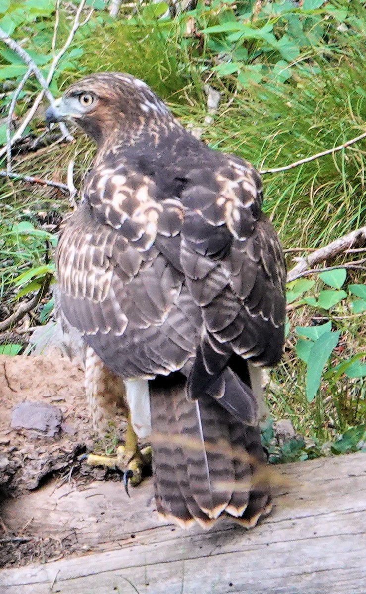 Red-tailed Hawk - ML622135219