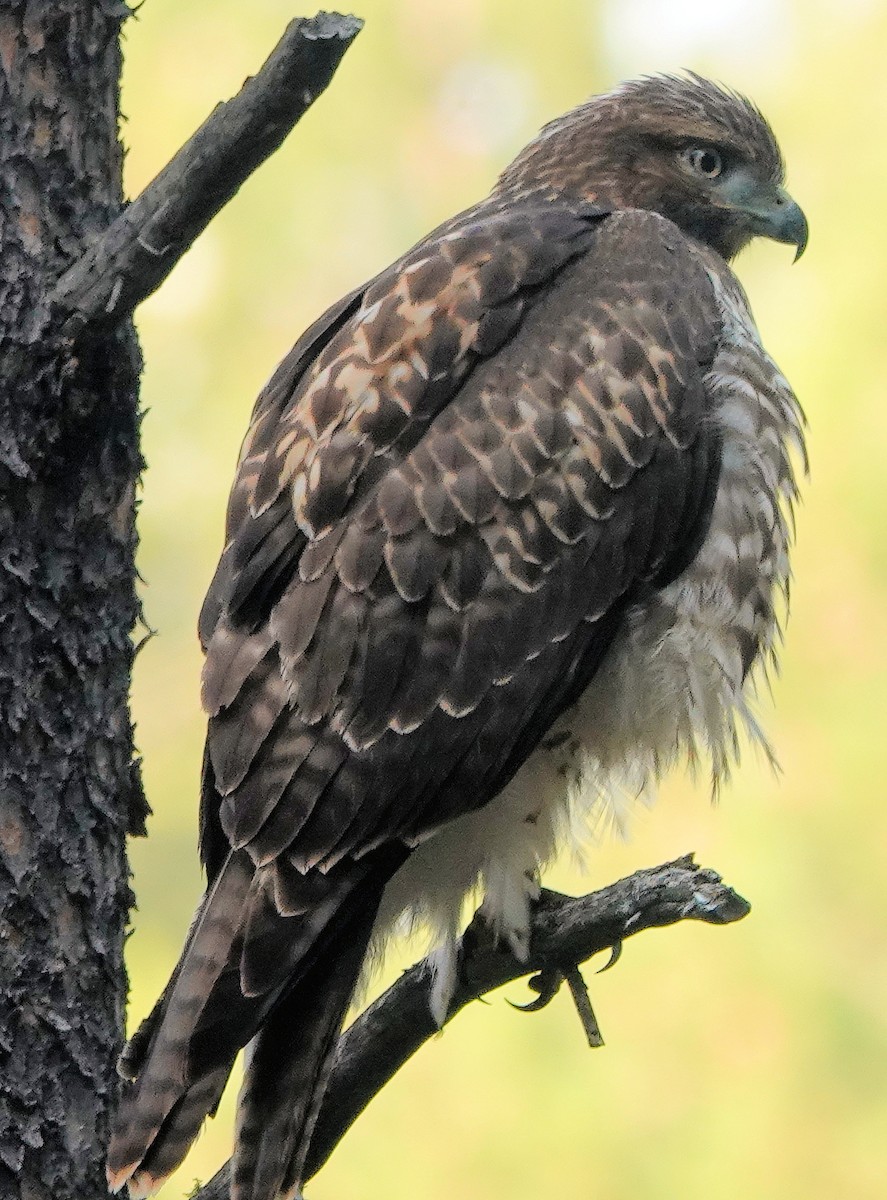 Red-tailed Hawk - Doug Wassmer