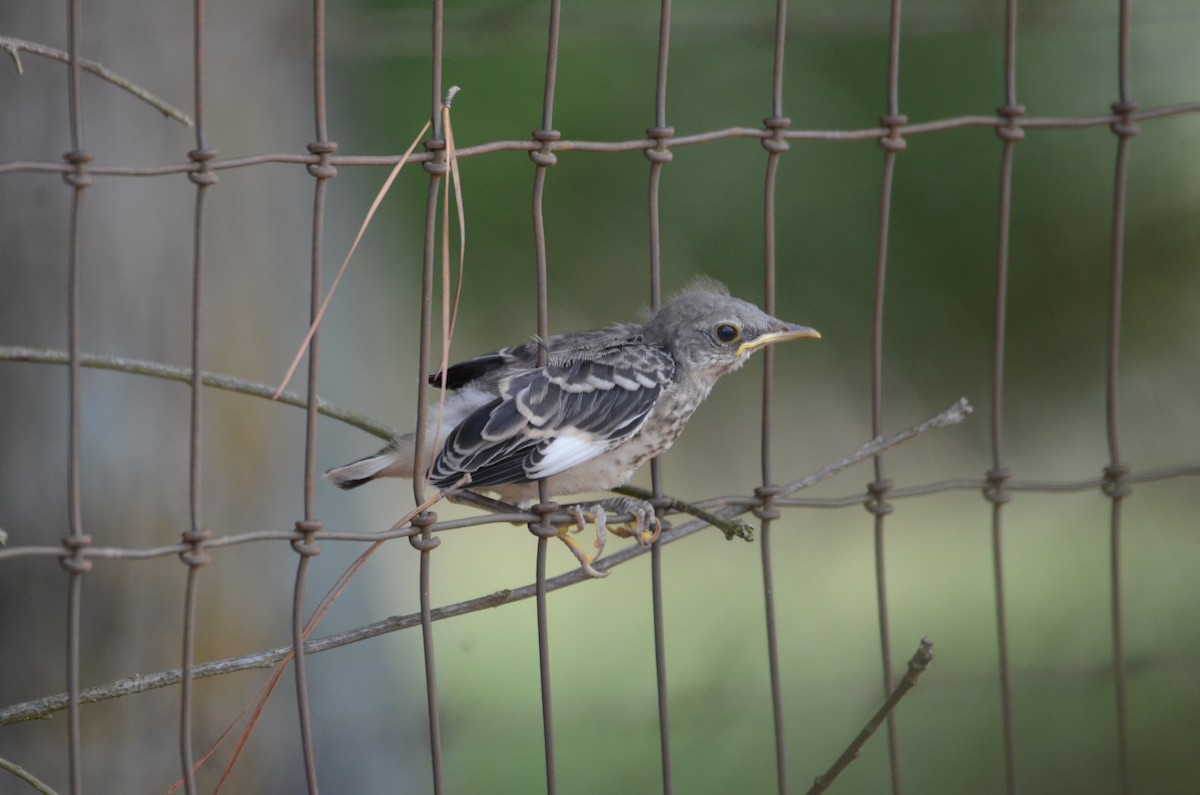 Northern Mockingbird - ML622135225