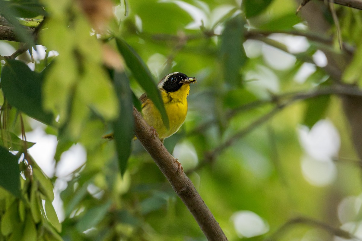 Common Yellowthroat - ML622135228