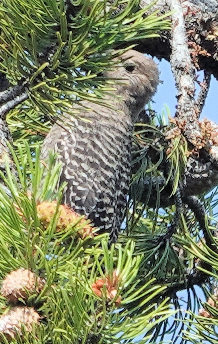 Williamson's Sapsucker - ML622135229