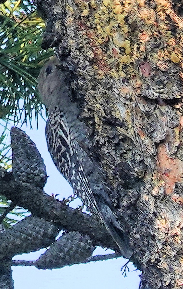 Williamson's Sapsucker - ML622135230