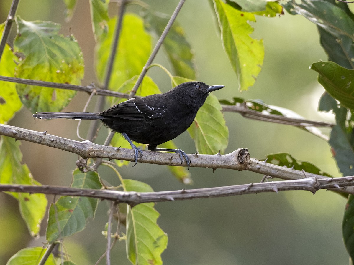 Mato Grosso Antbird - ML622135233