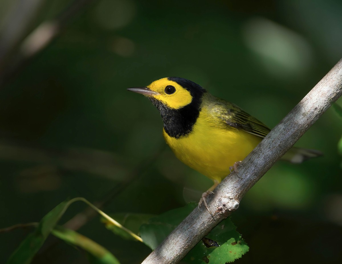 Hooded Warbler - ML622135234