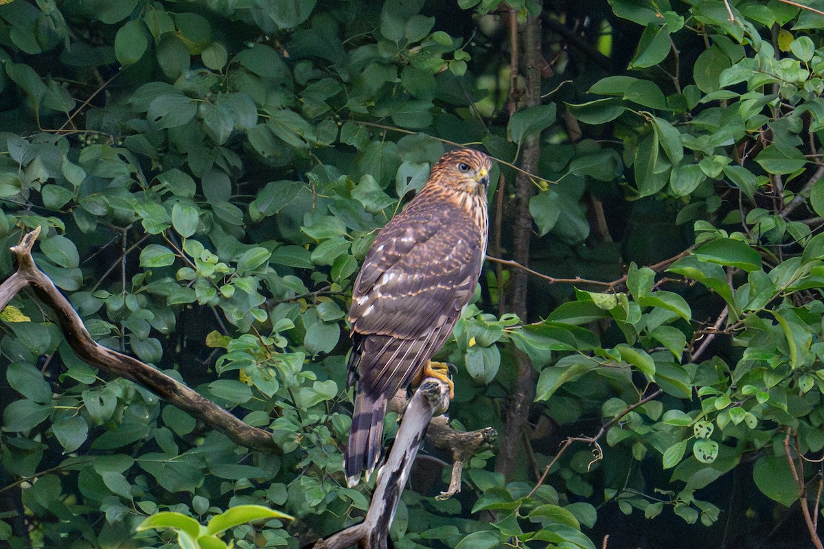 Cooper's Hawk - Jo Li