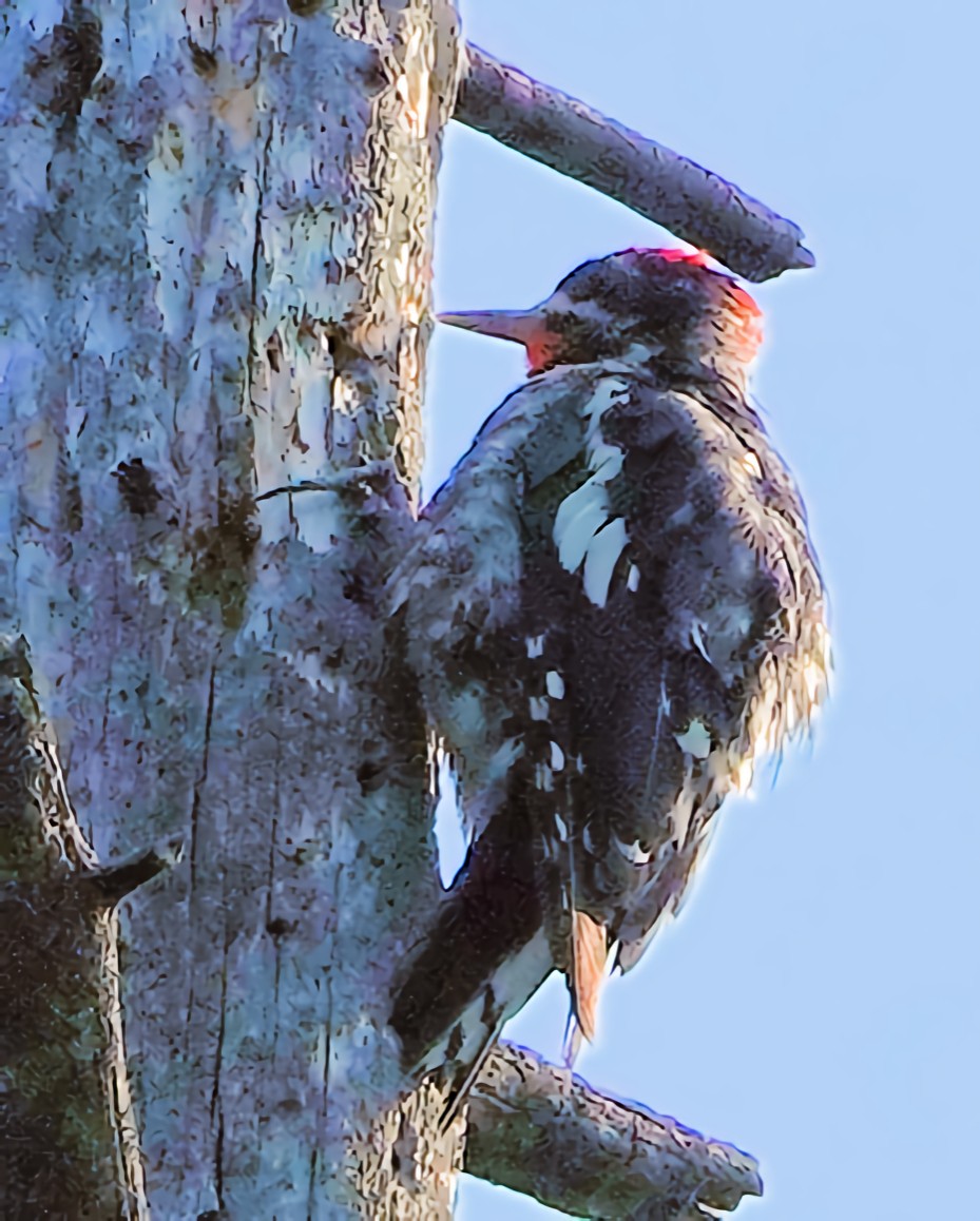 Red-naped Sapsucker - ML622135240