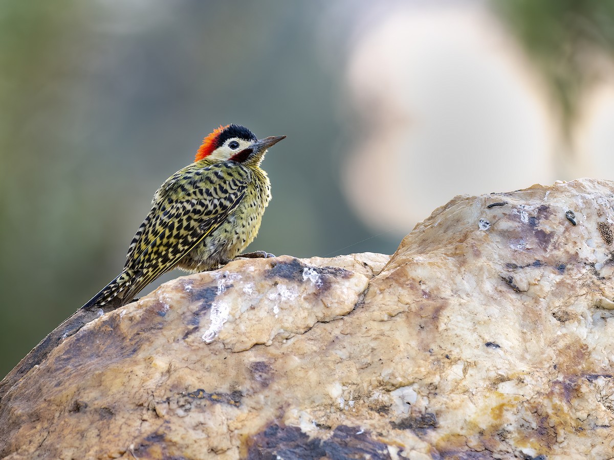 Green-barred Woodpecker - Andres Vasquez Noboa