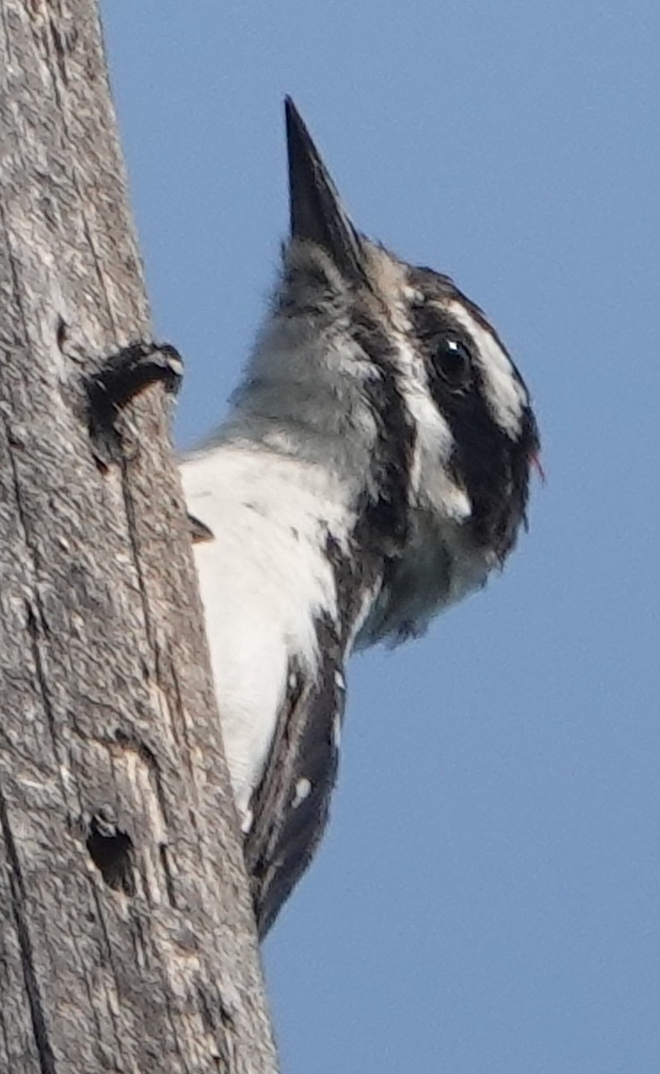 Hairy Woodpecker - ML622135247