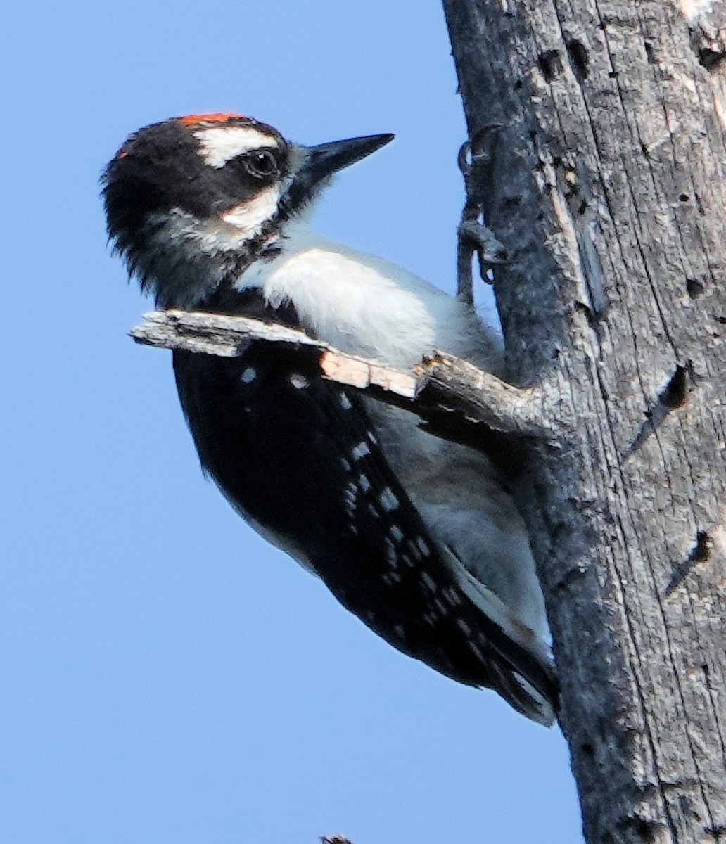 Hairy Woodpecker - ML622135248