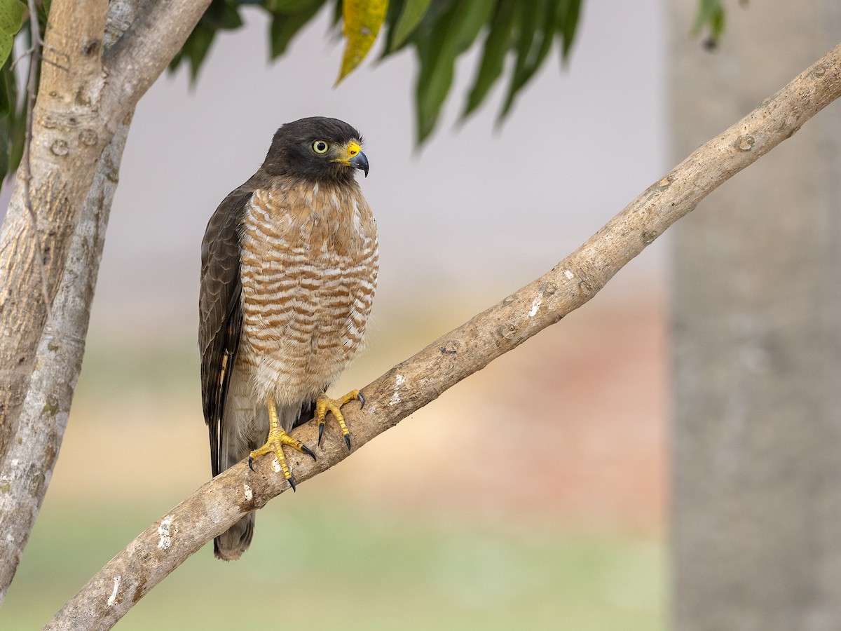 Roadside Hawk - ML622135250