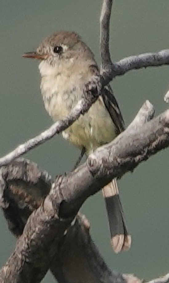 Hammond's Flycatcher - ML622135253