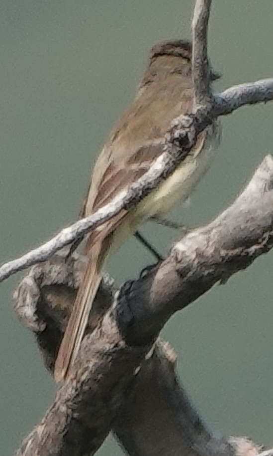 Hammond's Flycatcher - ML622135254