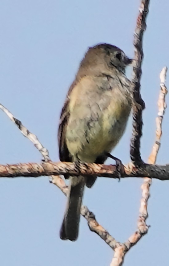 Hammond's Flycatcher - ML622135255