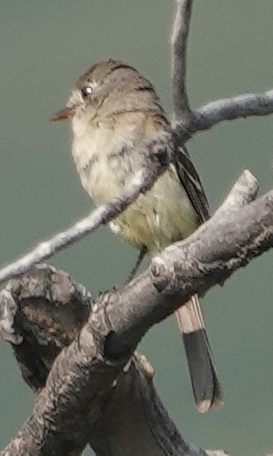 Hammond's Flycatcher - ML622135256