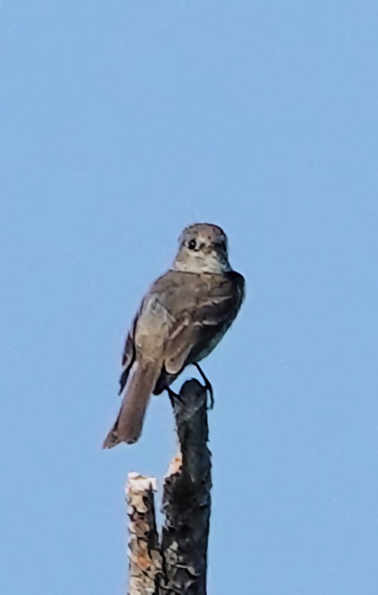 Dusky Flycatcher - ML622135257