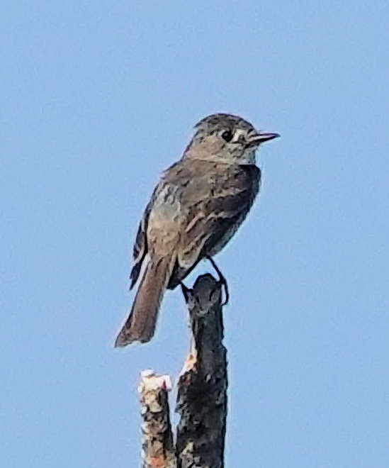 Dusky Flycatcher - ML622135258