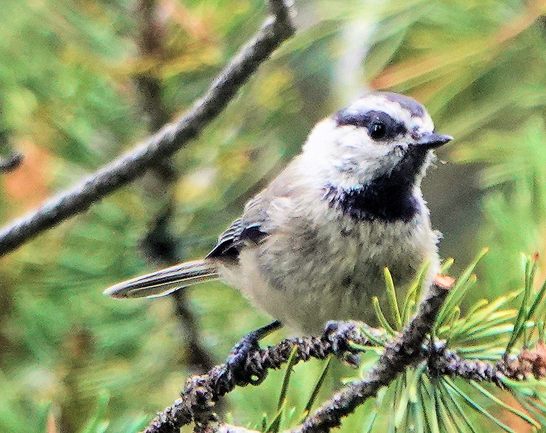 Mountain Chickadee - ML622135261