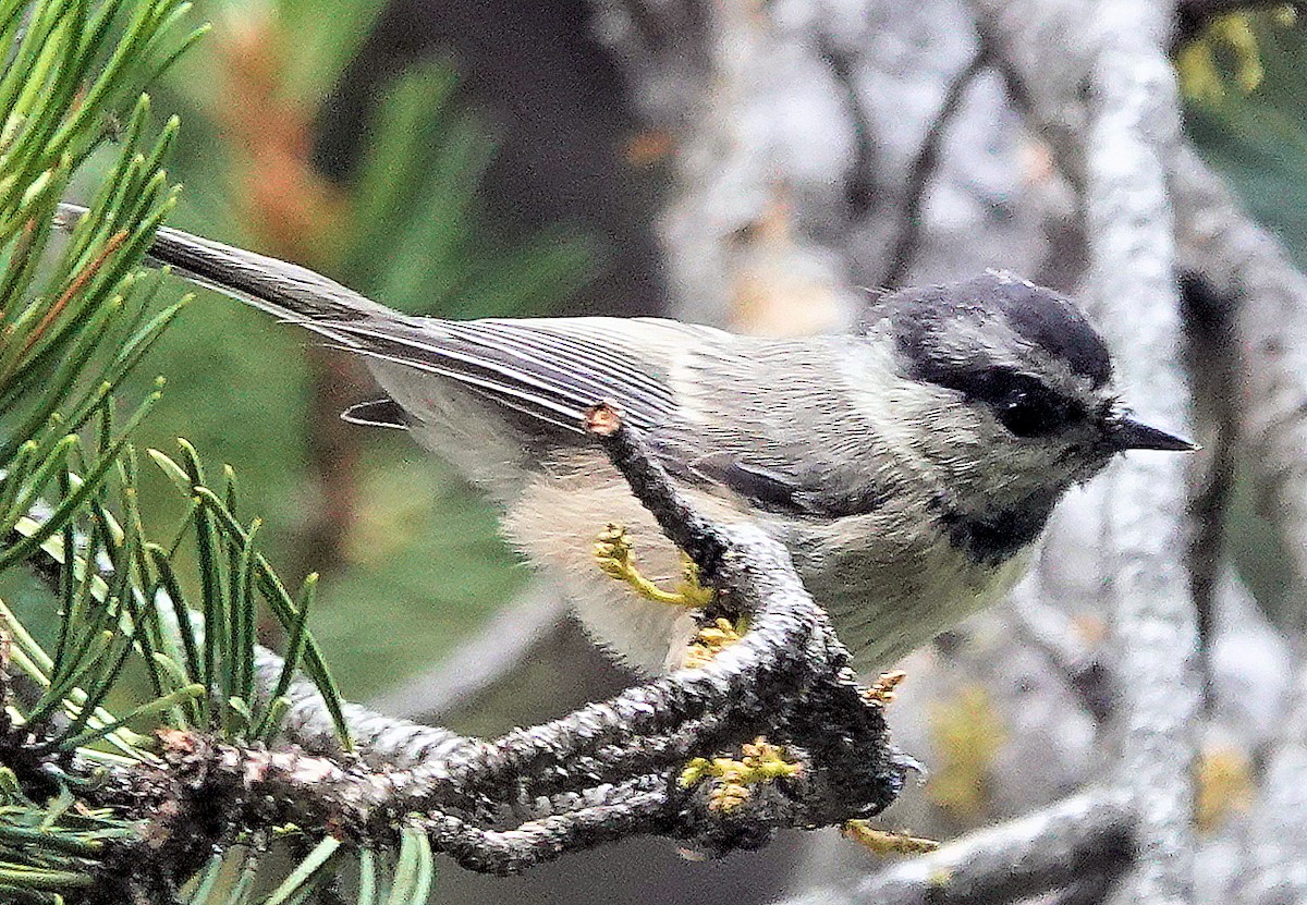 Mountain Chickadee - ML622135262