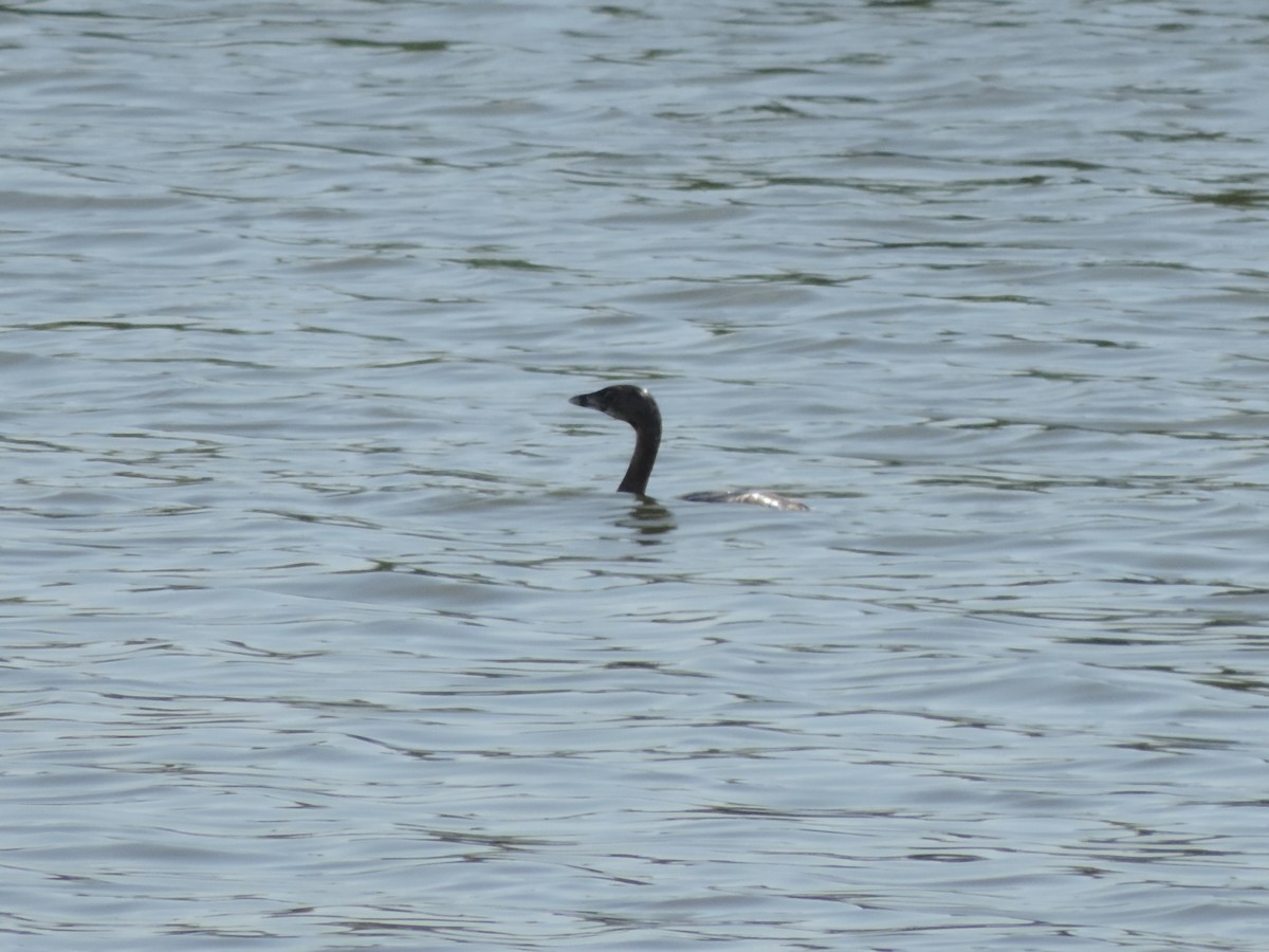 Pied-billed Grebe - ML622135263