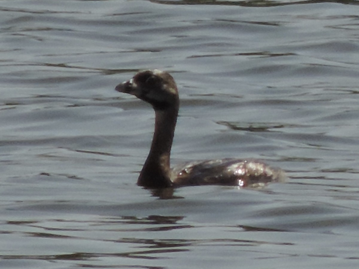 Pied-billed Grebe - ML622135264