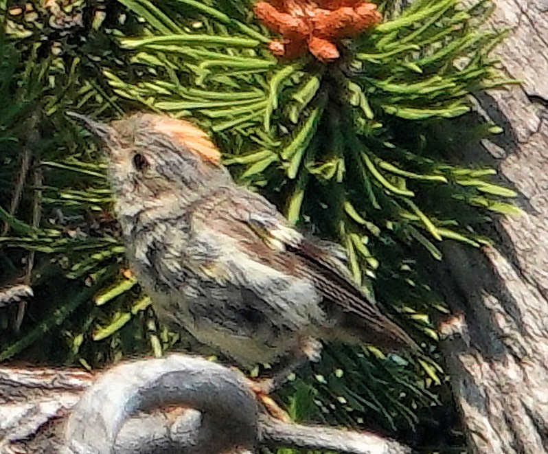 Ruby-crowned Kinglet - ML622135265