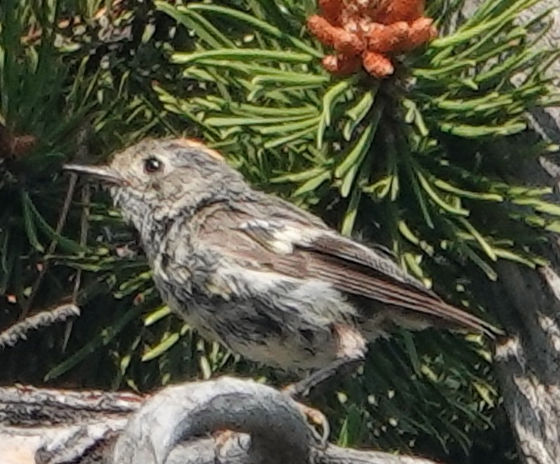 Ruby-crowned Kinglet - ML622135266