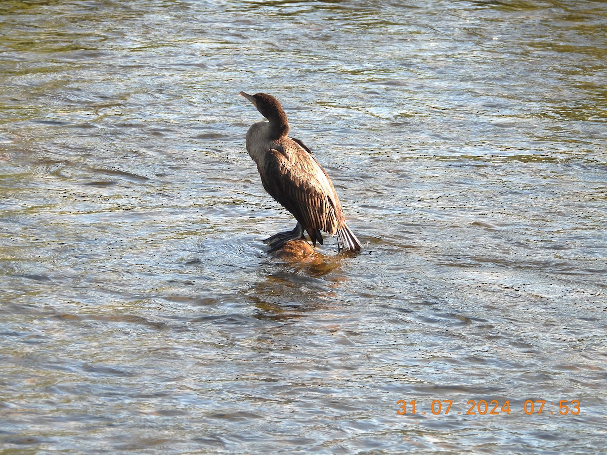 Double-crested Cormorant - Robert Neill