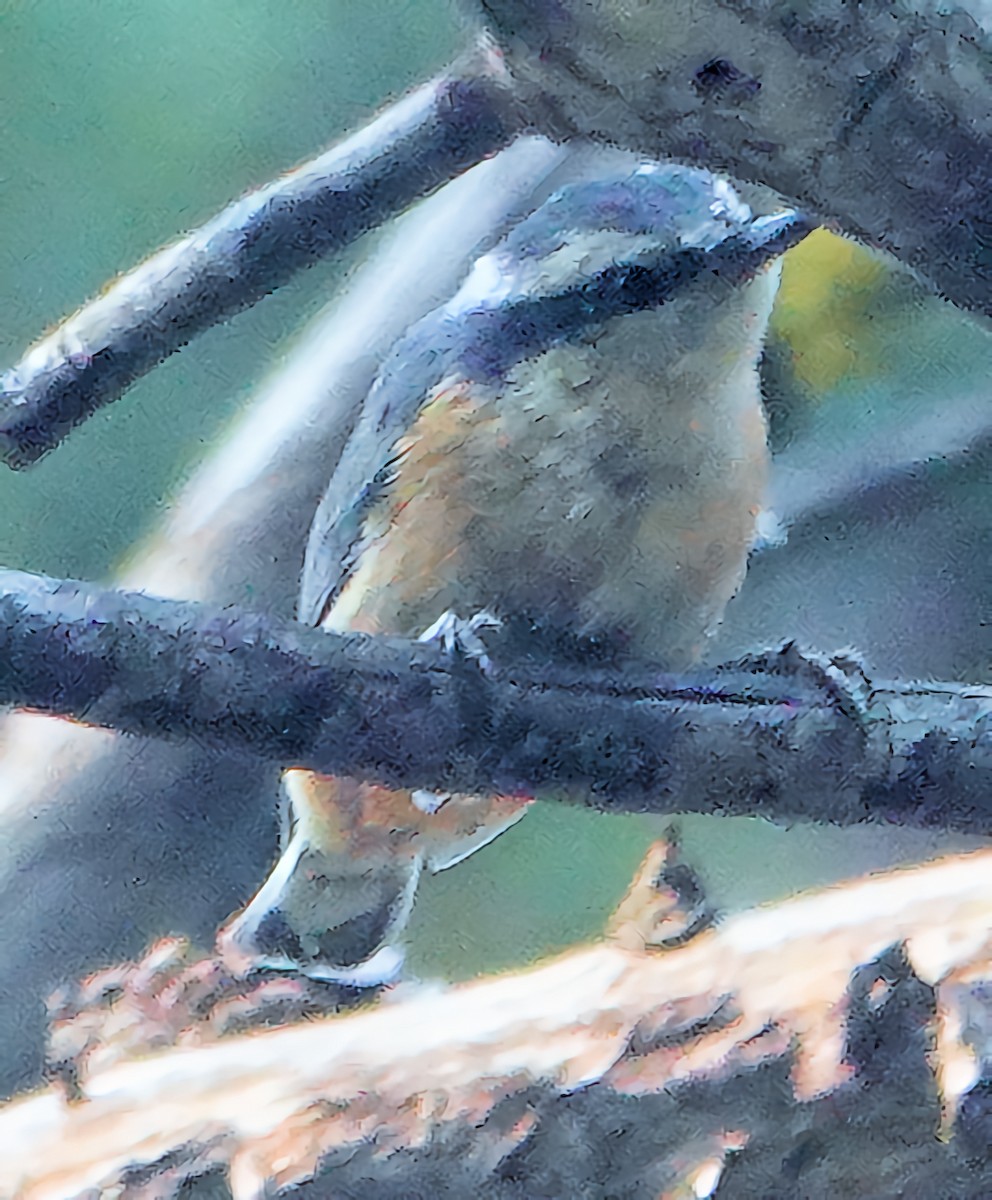 Red-breasted Nuthatch - ML622135270