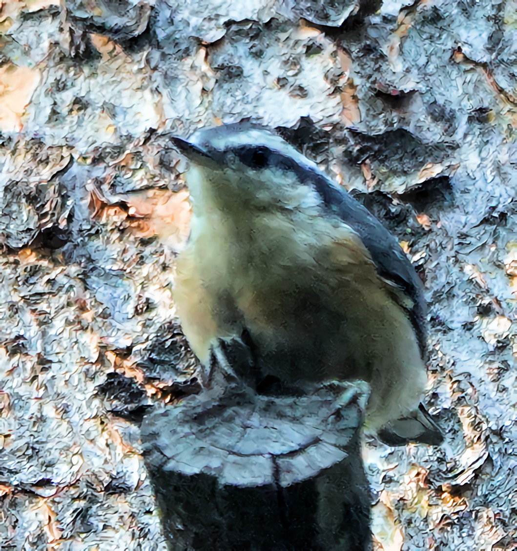 Red-breasted Nuthatch - ML622135271