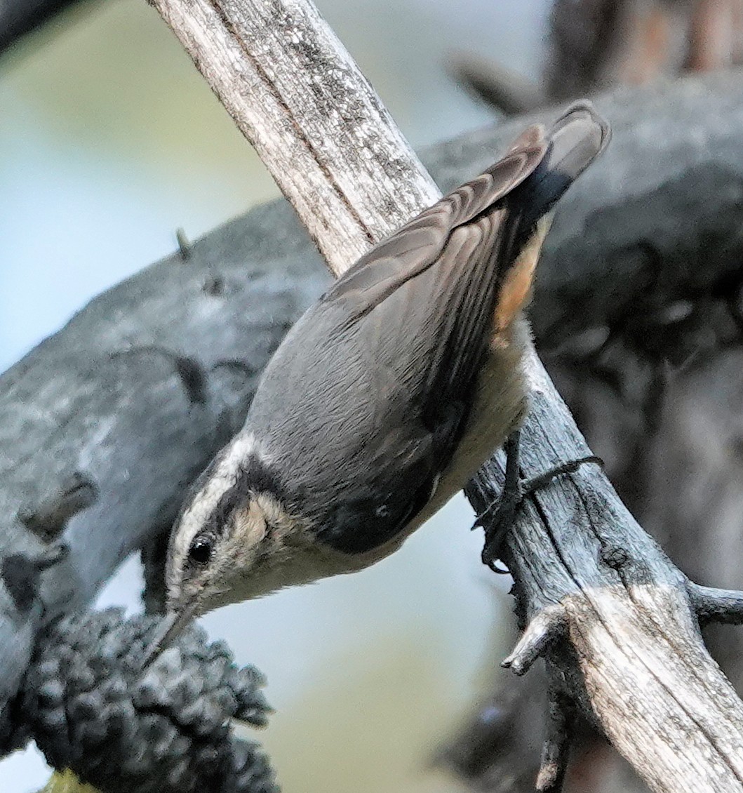 Red-breasted Nuthatch - Doug Wassmer