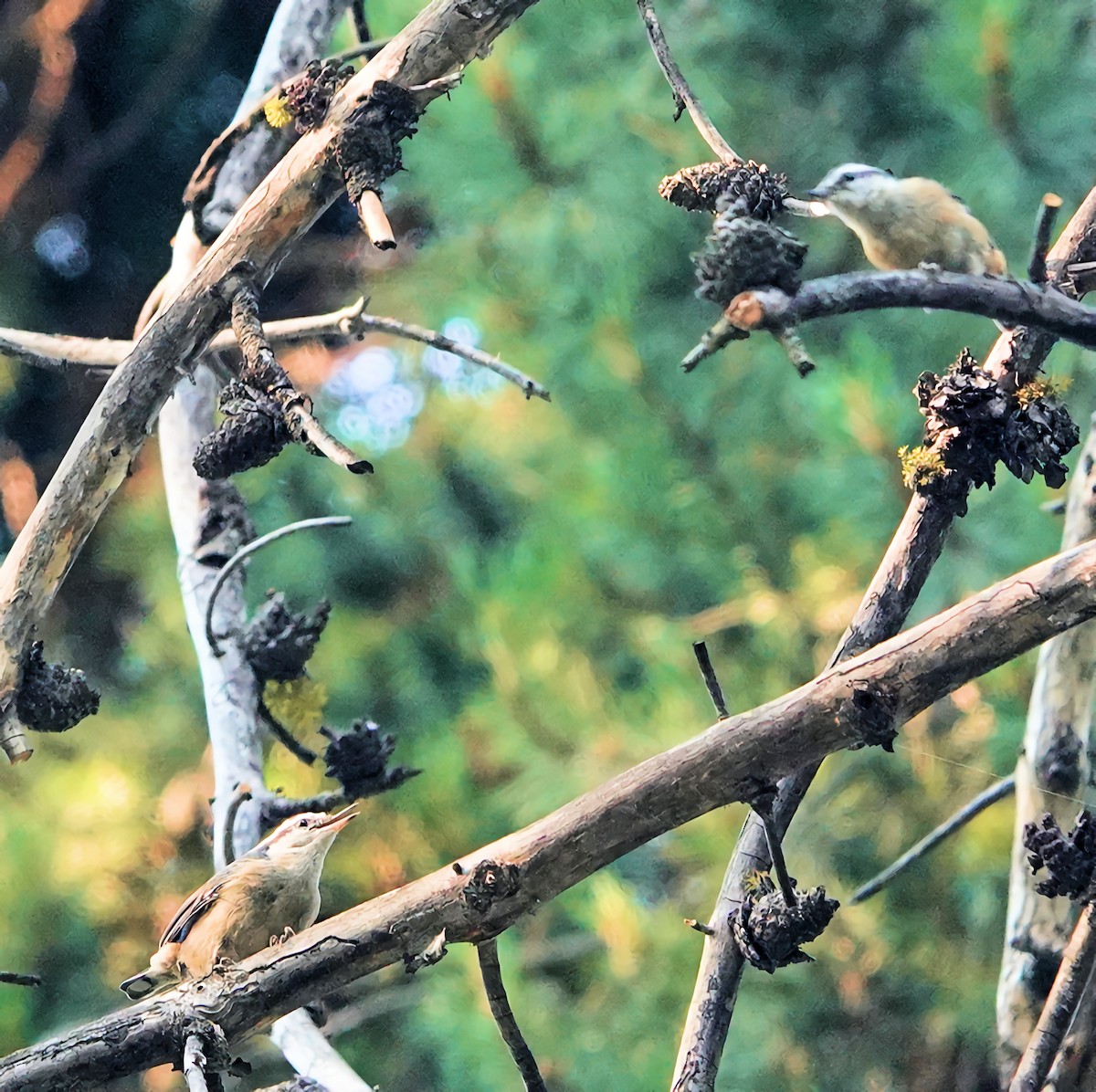 Red-breasted Nuthatch - ML622135273