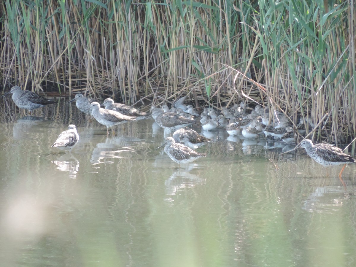 Greater Yellowlegs - ML622135274