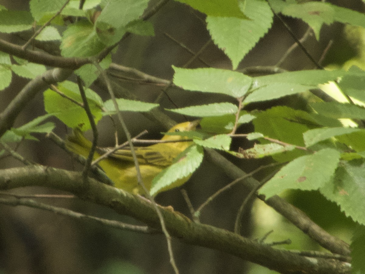 Yellow Warbler - ML622135276